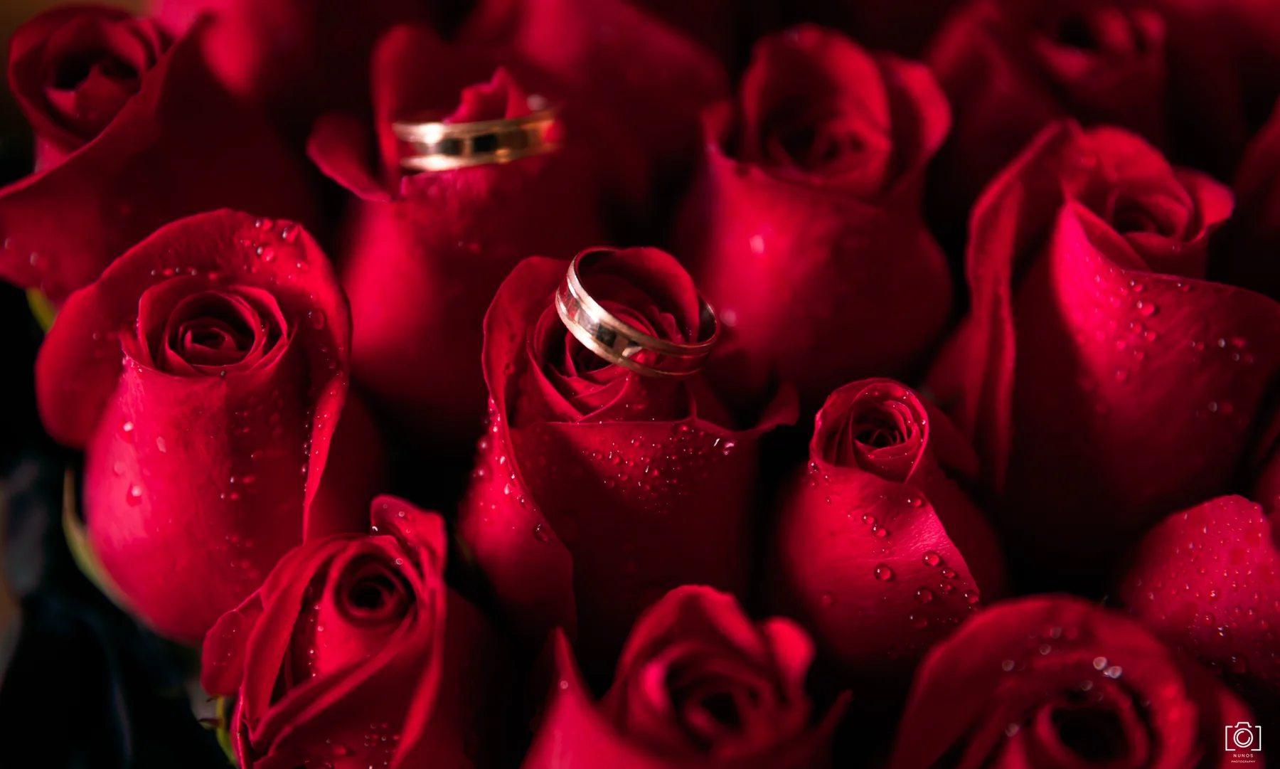 Anillos de boda entre pétalos de rosas rojas